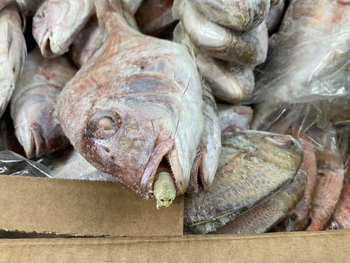 The parasites were discovered in a container of imported seabream during a routine health check  (Suffolk Coastal Port Health Authority)