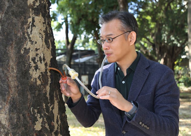 中興昆蟲學系教授李後鋒團隊找出白蟻蟻道的關鍵成份。（示意圖／中興大學授權）