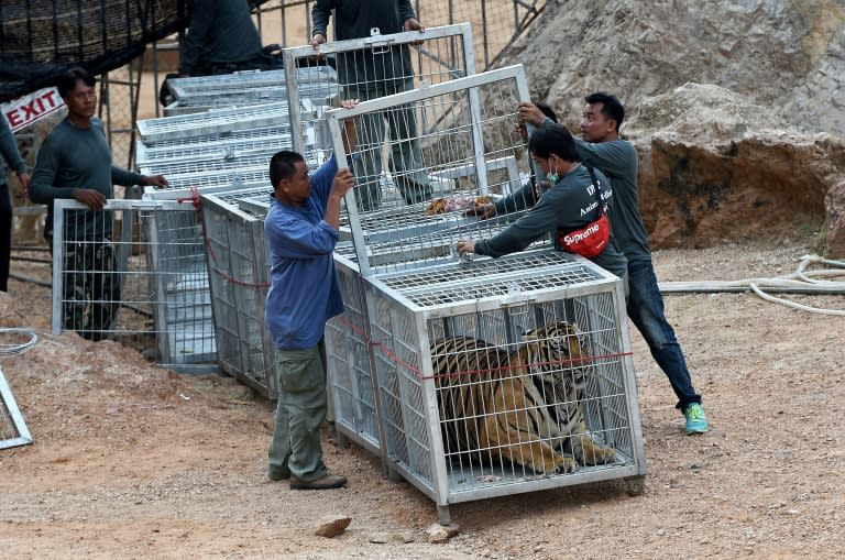 The so-called "Temple of Tigers" in western Thailand was closed in May after Thai wildlife officials discovered dozens of dead cubs inside a freezer