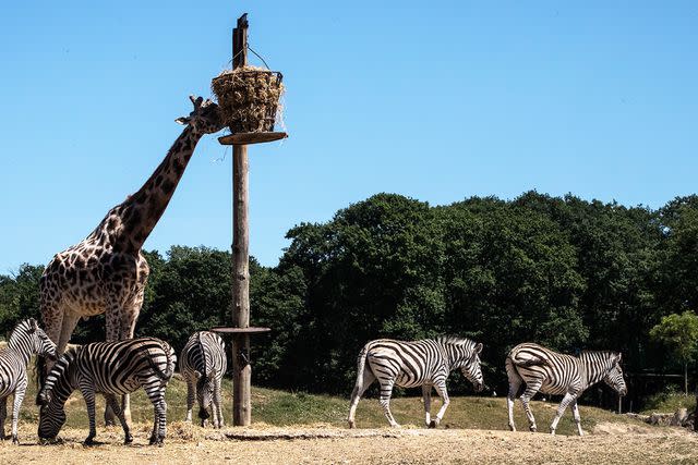 <p>JOEL SAGET/AFP/Getty</p> A giraffe, zebras and elephants feed at the Thoiry Zoo and Safari Park on May 29, 2020.