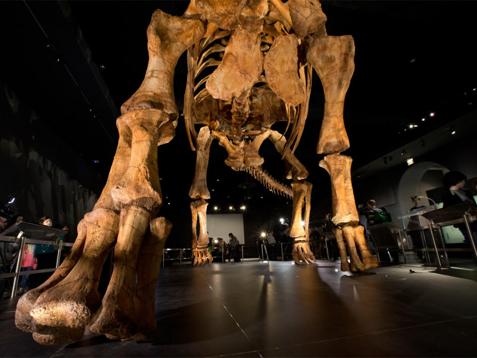 Bei den Ausgrabungen unter der Leitung von José Carballido konnten Paläontologen insgesamt 200 Fossilien und 60 Zähne ausfindig machen. (Bild-Copyright: Mary Altaffer/File/AP Photo)