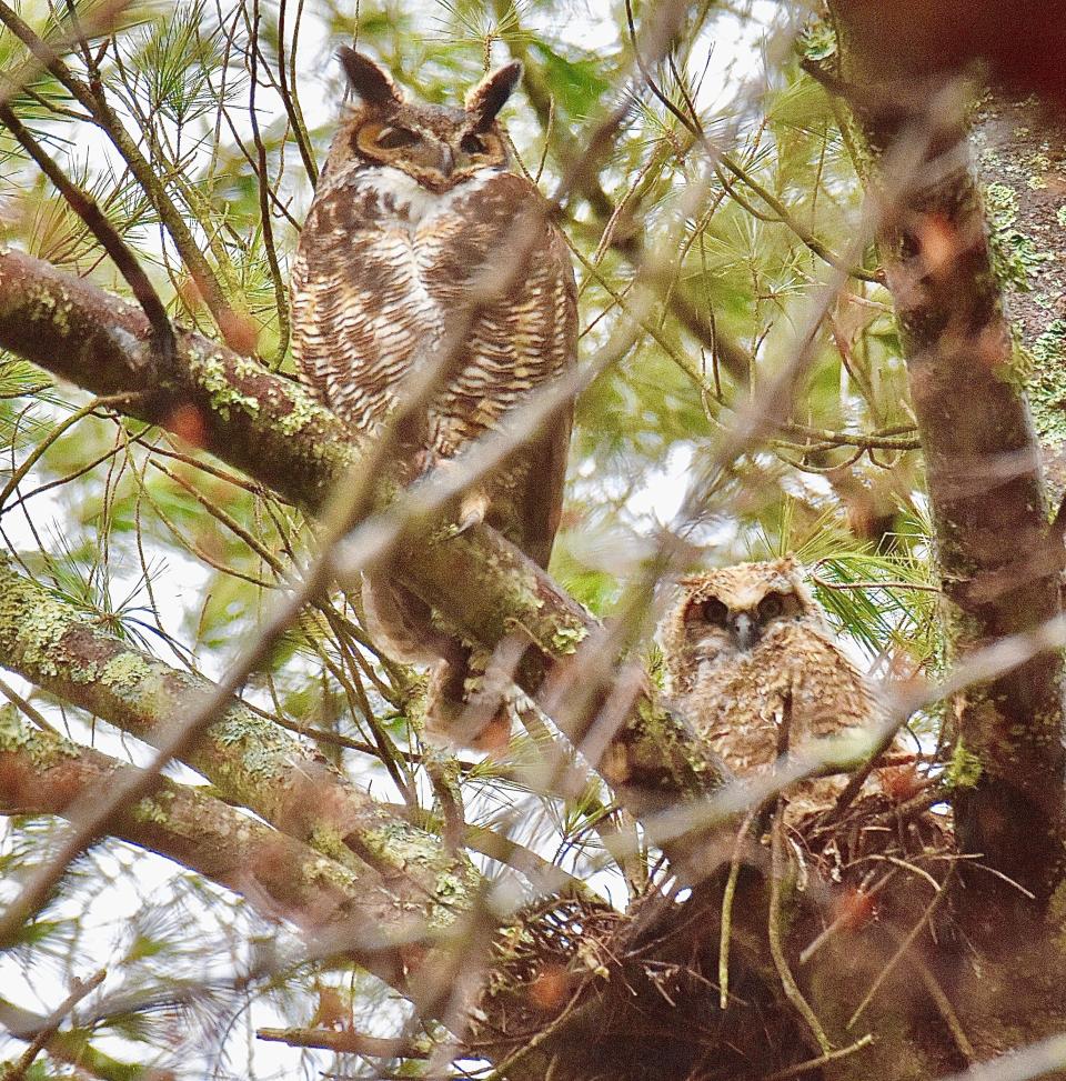 Great horned owl with fledgling