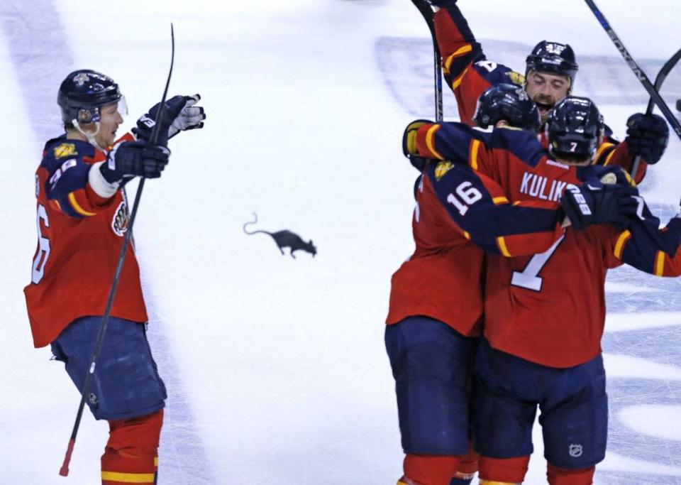 A rat flies onto the ice as the Florida Panthers celebrate their third goal in the third period as they defeat the New York Islanders in round 1, game 2 of the 2016 NHL Stanley Cup Playoffs in Sunrise, Florida, April 15, 2016.