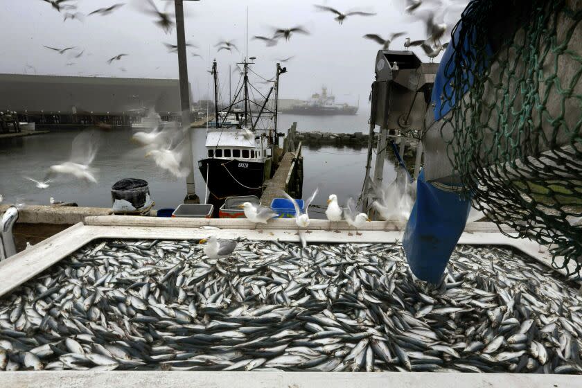 FILE - Herring are unloaded from a fishing boat in Rockland, Maine in this July 8, 2015 file photo. A group of Northeast herring fishermen are asking the Supreme Court to take on their case against industry-funded at-sea monitoring, which they say is an unlawful burden on the industry. (AP Photo/Robert F. Bukaty, File)