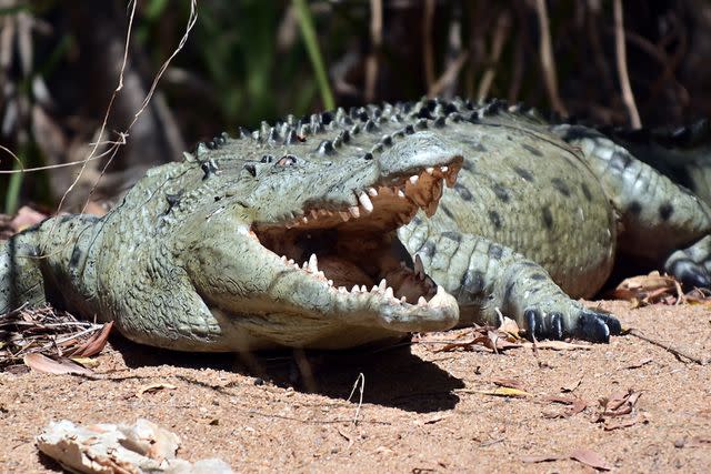 <p>Getty</p> A stock photo of a crocodile.