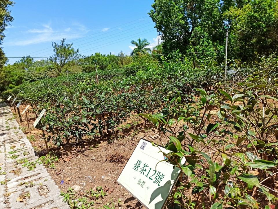 《圖說》文山農場茶樹品種保存介紹園區。〈環保局提供〉