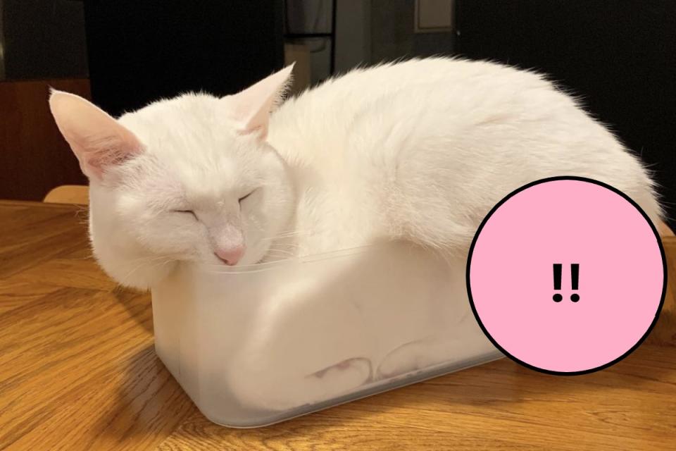 <p>白貓鑽進透明容器裡，但是網友一看全都笑翻了！（圖／twitter @Hi__MoriMori）</p>
