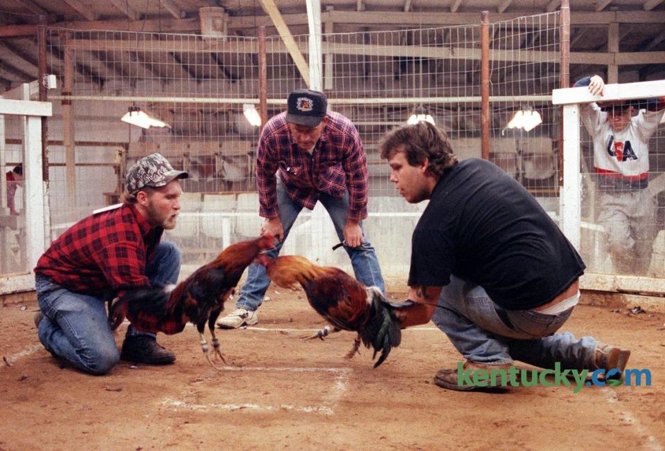 L- Bill Thomas and R- Thomas Begley, with Derrick Foresman as referee, start a cockfighting match held on a farm near Spears, Ky, March 13, 1992. Charles Bertram/Staff