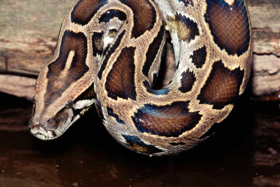 <p>Getty</p> A stock photo of a Burmese python