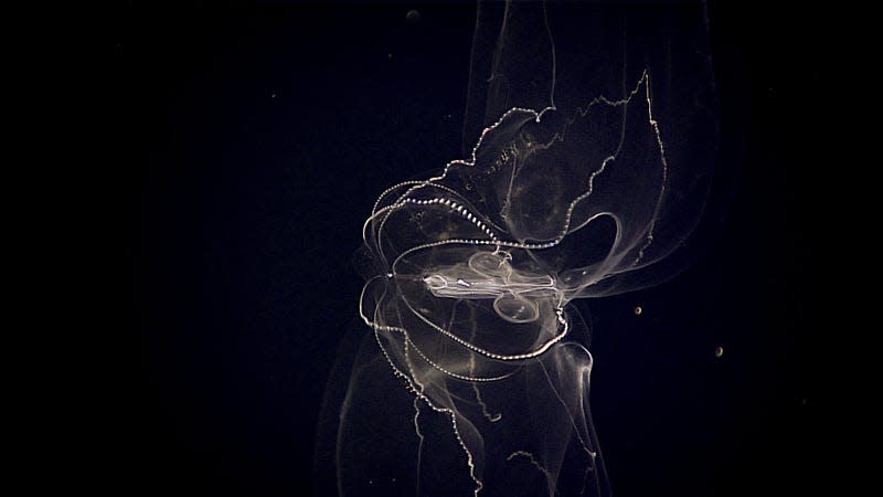Lobate ctenophore (or comb jelly).