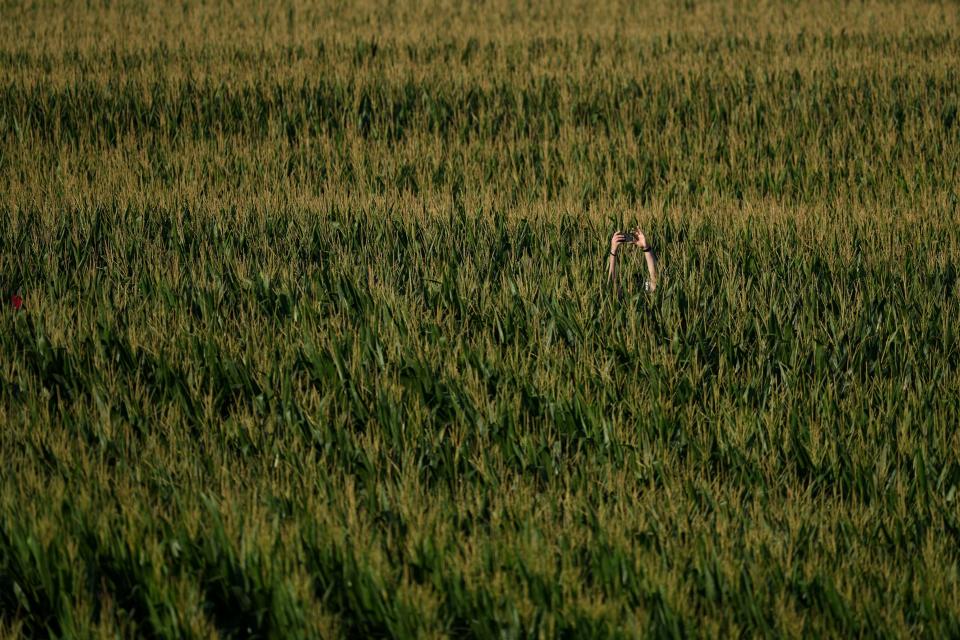 A fan attempts to capture a photograph from the cornfields beyond the left-field wall during a game between the Chicago Cubs and the Cincinnati Reds, Thursday, Aug. 11, 2022, at the MLB Field of Dreams stadium in Dyersville, Iowa. 