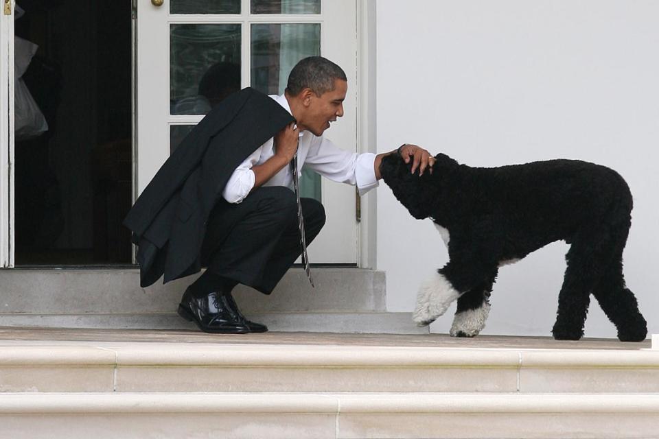 Even President Obama brings his faithful hound, Portugeuse Water Dog Bo, to work from time to time