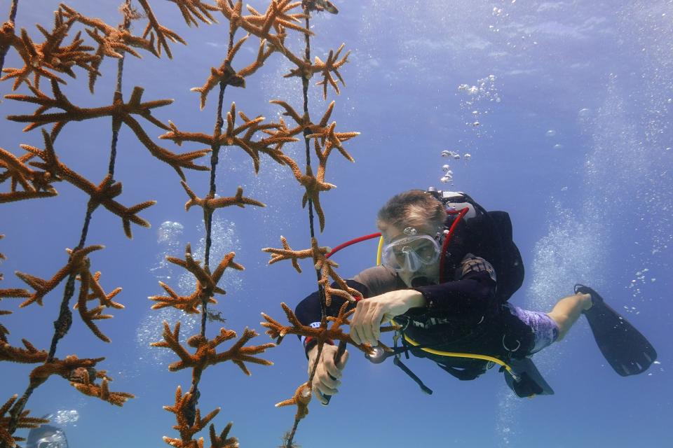 Volunteer Daniel Hyduke of Miami Beach, Fla., clips a fragment of coral to be transplanted from the coral nursery to the reef, Friday, Aug. 4, 2023, off of Key Biscayne, Fla. Scientists from the University of Miami Rosenstiel School of Marine, Atmospheric, and Earth Science established a new restoration research site there to identify and better understand the heat tolerance of certain coral species and genotypes during bleaching events. (AP Photo/Wilfredo Lee)