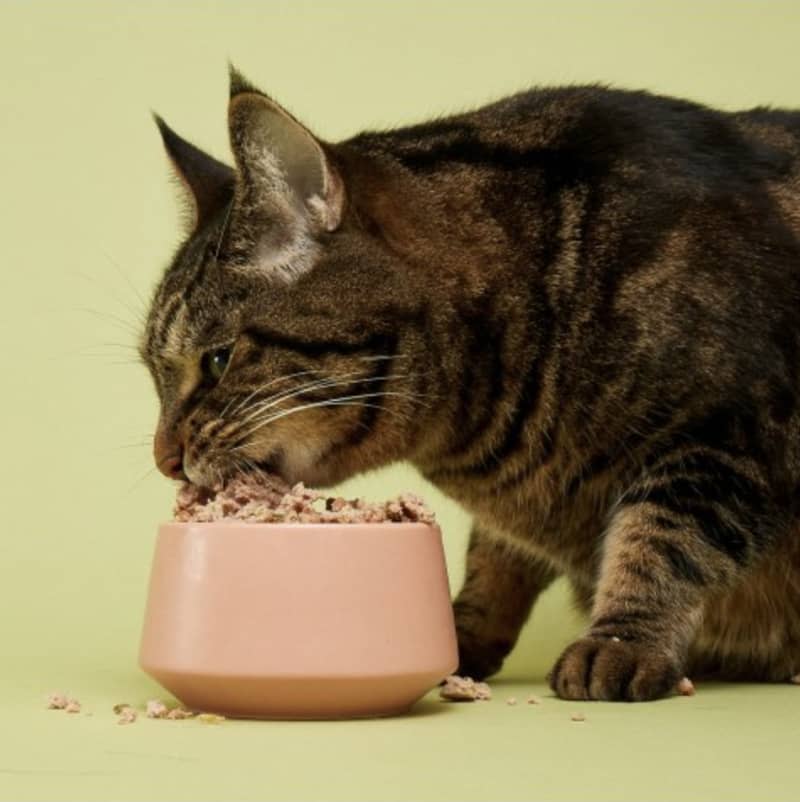 Smalls Human-Grade Fresh Cat Food Sampler