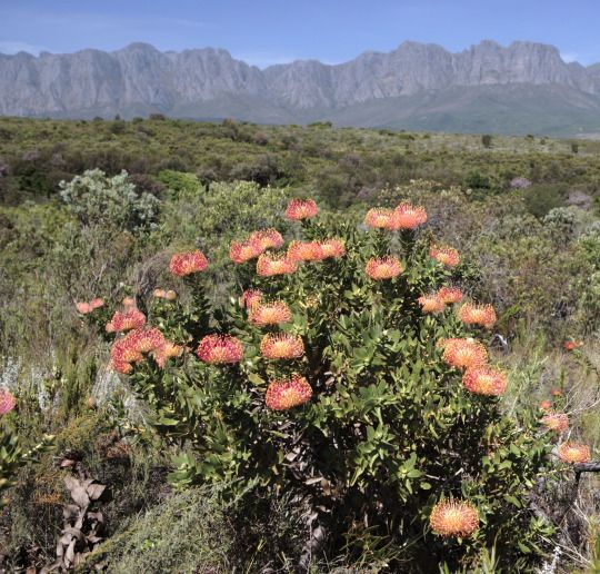 Áreas protegidas de la Región floral del Cabo, Sudáfrica