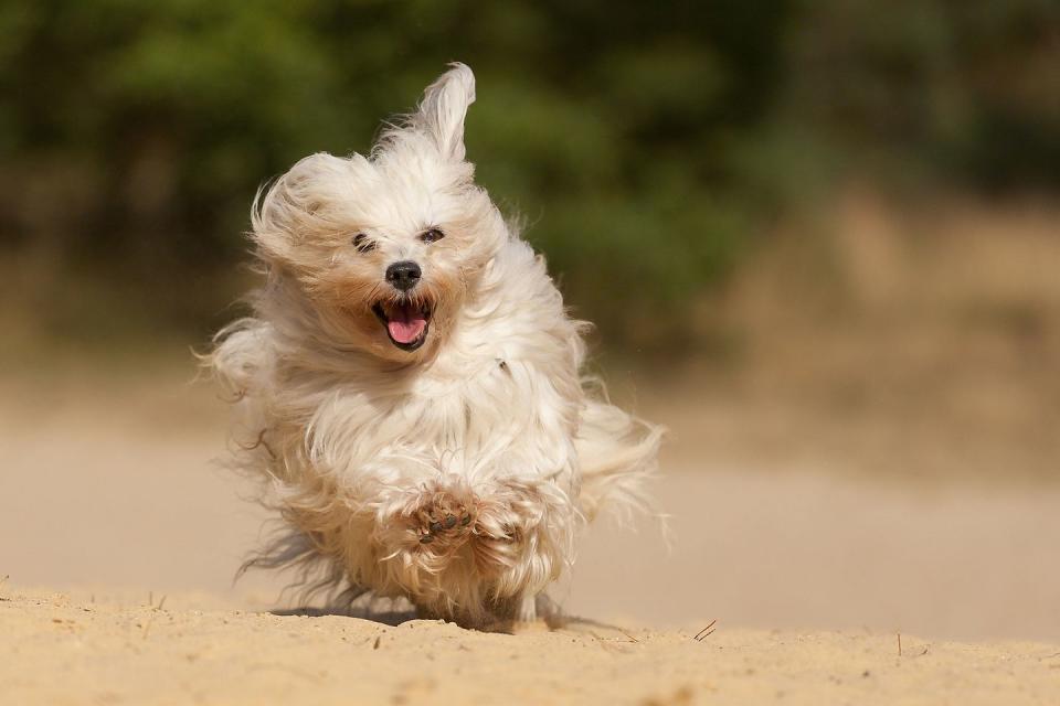 Havanese