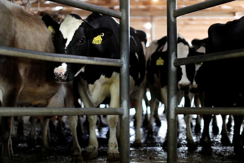 Dairy cows are seen at a farm as coronavirus disease (COVID-19) continues to spread in Middletown, Maryland