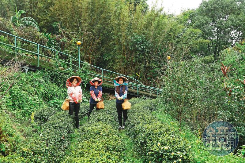 參加「採茶體驗」，先戴上斗笠到茶園中採茶，再將現摘茶葉油炸，體驗香酥滋味。（250元／人）