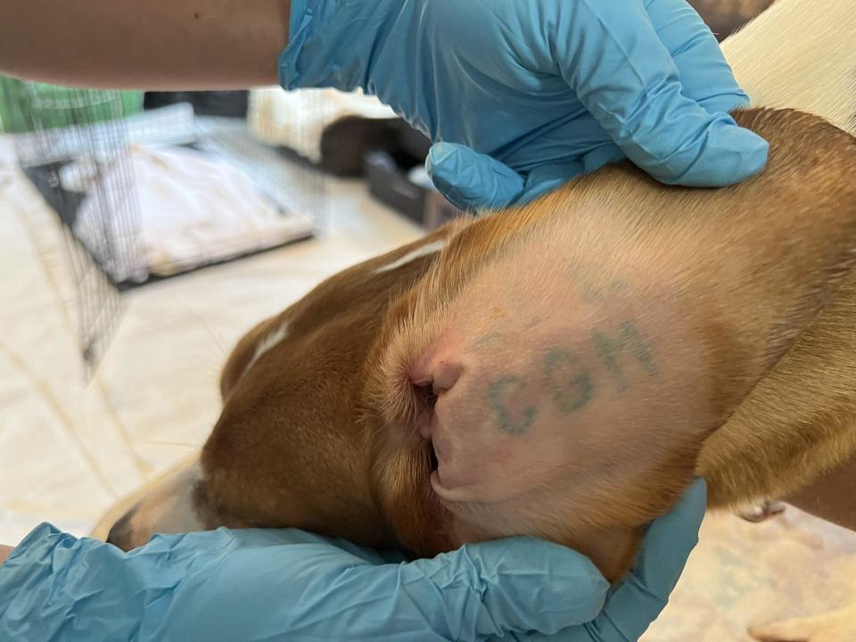 The puppies born in Envigo RMS had their ears tattoed with serial numbers by the breeders before being sent away for testing. / Credit: CBS News