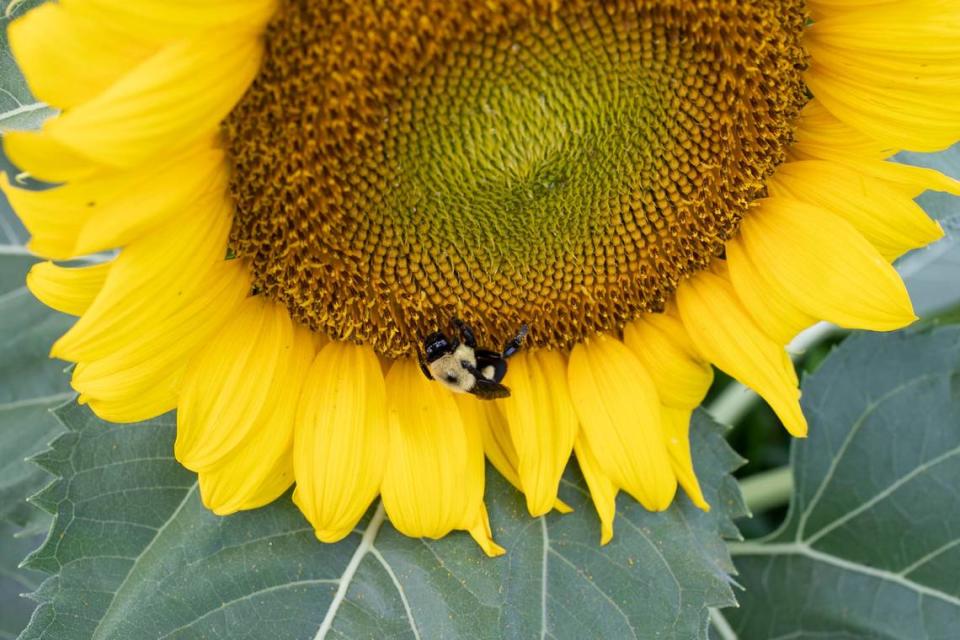 A 2019 file photo shows a bee working on one of the open sunflower blossoms at Dix Park on Monday, July 8, 2019 in Raleigh, N.C.