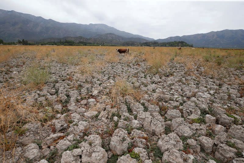 FILE PHOTO: A cow stands on land that used to be filled with water, at the Aculeo Lagoon in Paine