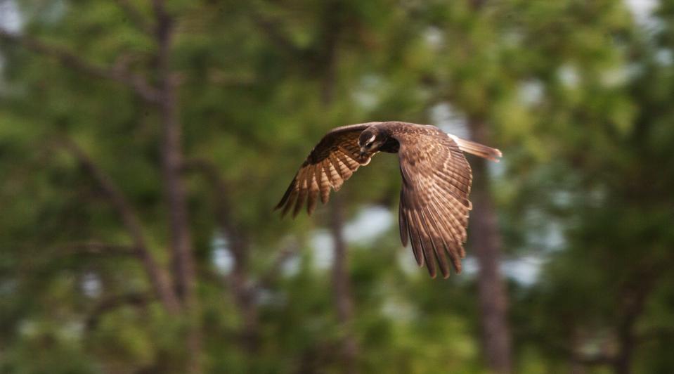 A snail kite soars over a wetland in south Lee County. The endangered bird is one of the animals protected by various federal law related to development and wetland destruction.