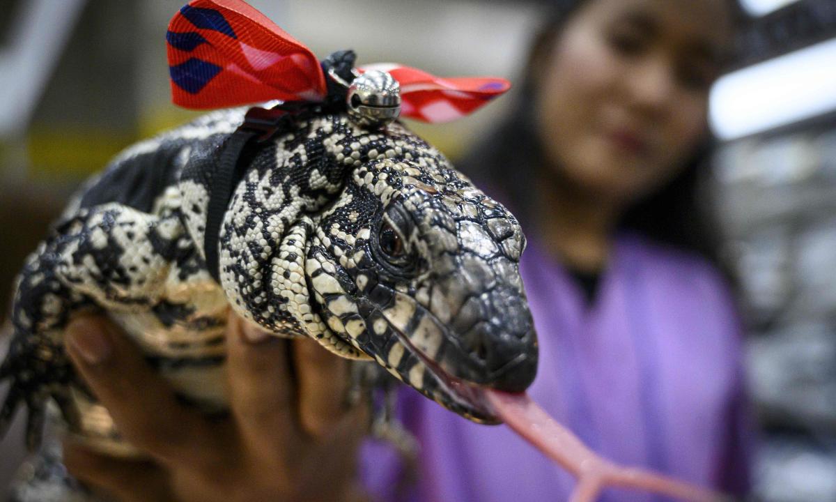 #Georgia homeowner finds 3ft tegu lizard hiding under porch