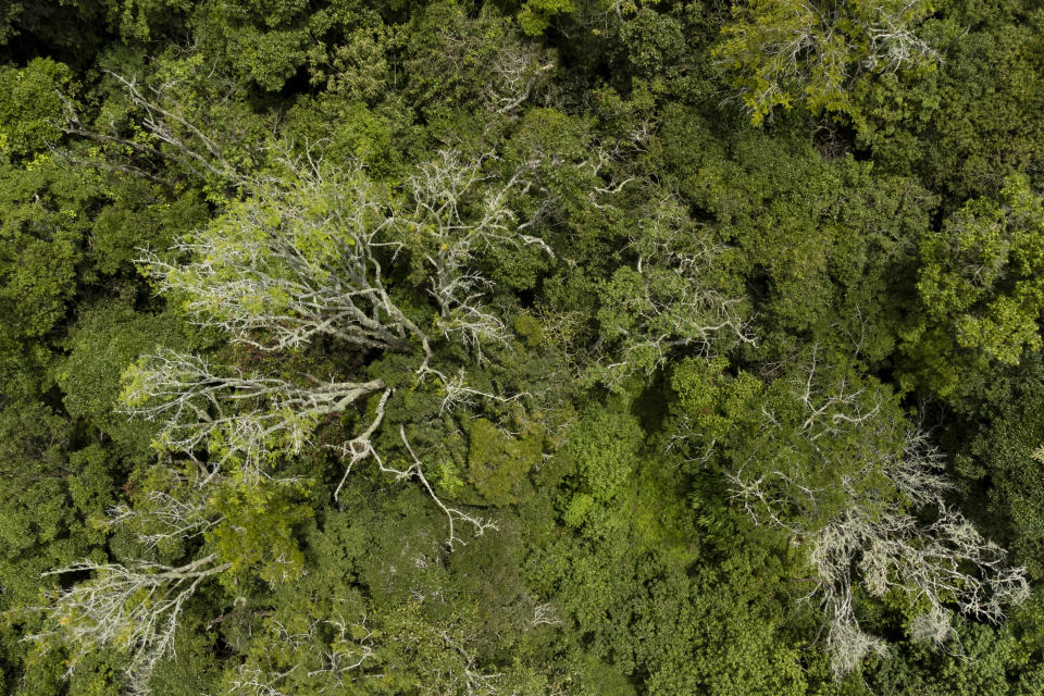An aerial view of a protected forest in La Union, Costa Rica, Tuesday, Aug. 30, 2022. Demand for agricultural land once took a heavy toll on Costa Rica's forest cover, which fell to 21% of the national territory in the 1980s as nearly 125,000 acres were cleared each year. (AP Photo/Moises Castillo)