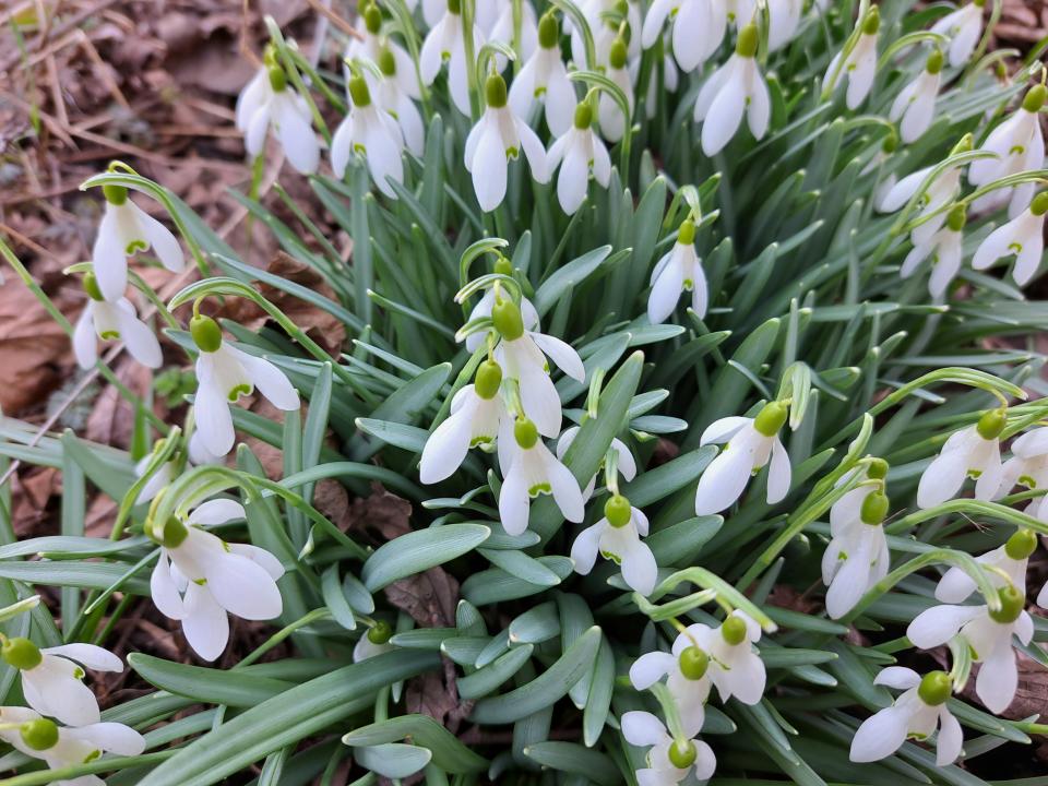 <p>Photo of snowdrops.</p> 