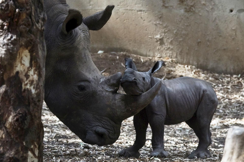 Un rinoceronte recién nacido juega con su madre, de seis años, en el zoo de Ramat Gan (Israel). (Foto: Nir Elias / Reuters).