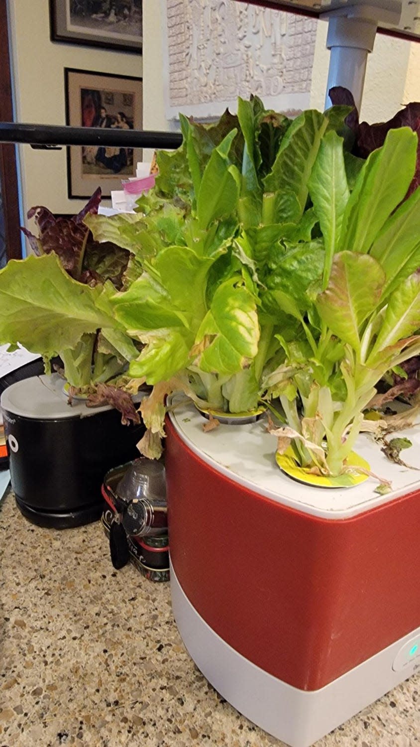 Mixed greens thrive in the author's two hydroponic countertop gardens, a fun guarantee of fresh salad fixings.