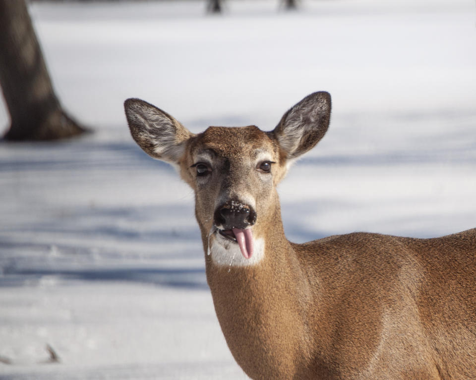 BC Centre for Disease Control urges people to report if they see a deer, moose, caribou or elk that's thin, drooling, stumbling or sick for no apparent reason. (Photo via Getty Images)