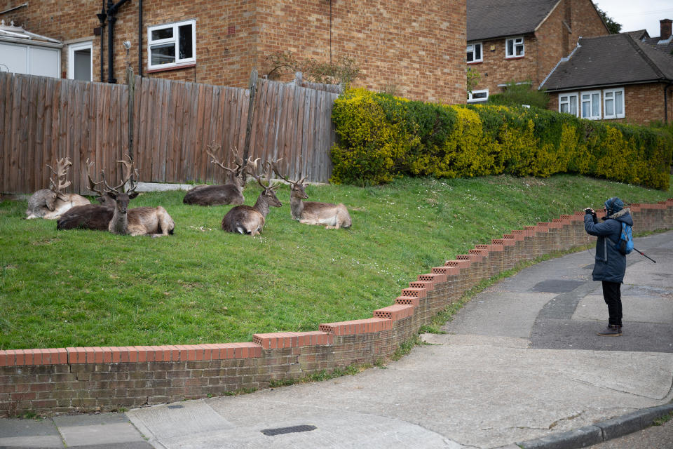 ROMFORD, ENGLAND - APRIL 02: A man stops to photograph the Fallow deer from Dagnam Park as they rest and graze on the grass outside homes on a housing estate in Harold Hill, near Romford on April 02, 2020 in Romford, England. The semi-urban deer are a regular sight in the area around the park but as the roads have become quieter due to the nationwide lockdown, the deer have staked a claim on new territories in the vicinity. The Coronavirus (COVID-19) pandemic has spread to many countries across the world, claiming over 40,000 lives and infecting hundreds of thousands more. (Photo by Leon Neal/Getty Images)