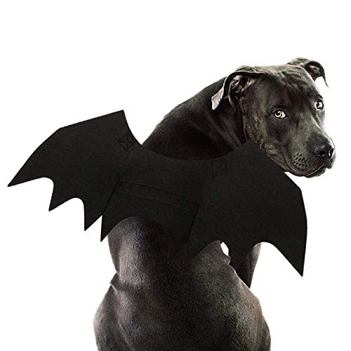 get your paws on these adorable petfriendly halloween costumes