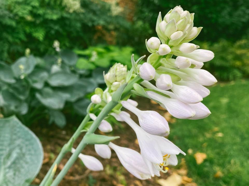 Hosta