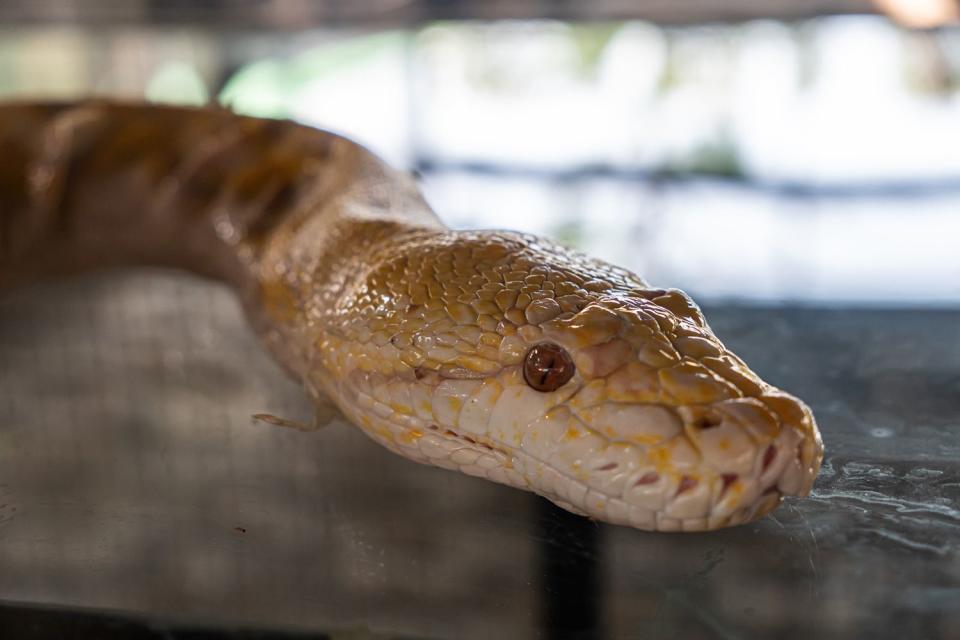 <p>Getty</p> A stock image of a snake