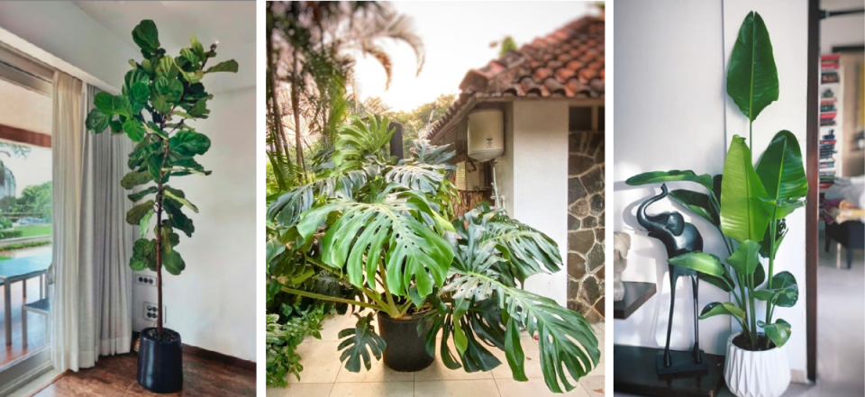 This year’s IT plants include the fiddle leaf fig, monstera deliciosa and bird of paradise. Images: Courtesy Plant People