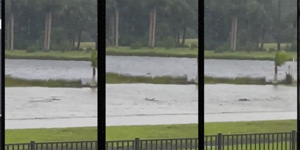 VIDEO: Tiburones nadan en calles de Florida tras inundaciones por huracán Ian