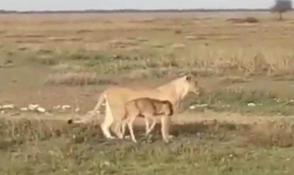 Fotograma del video de la cuenta Parques nacionales de Tanzania con la leona y la cr&#xed;a de &#xf1;u 