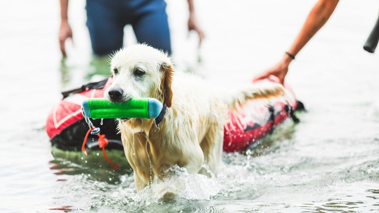 Dog playing with toys in the water