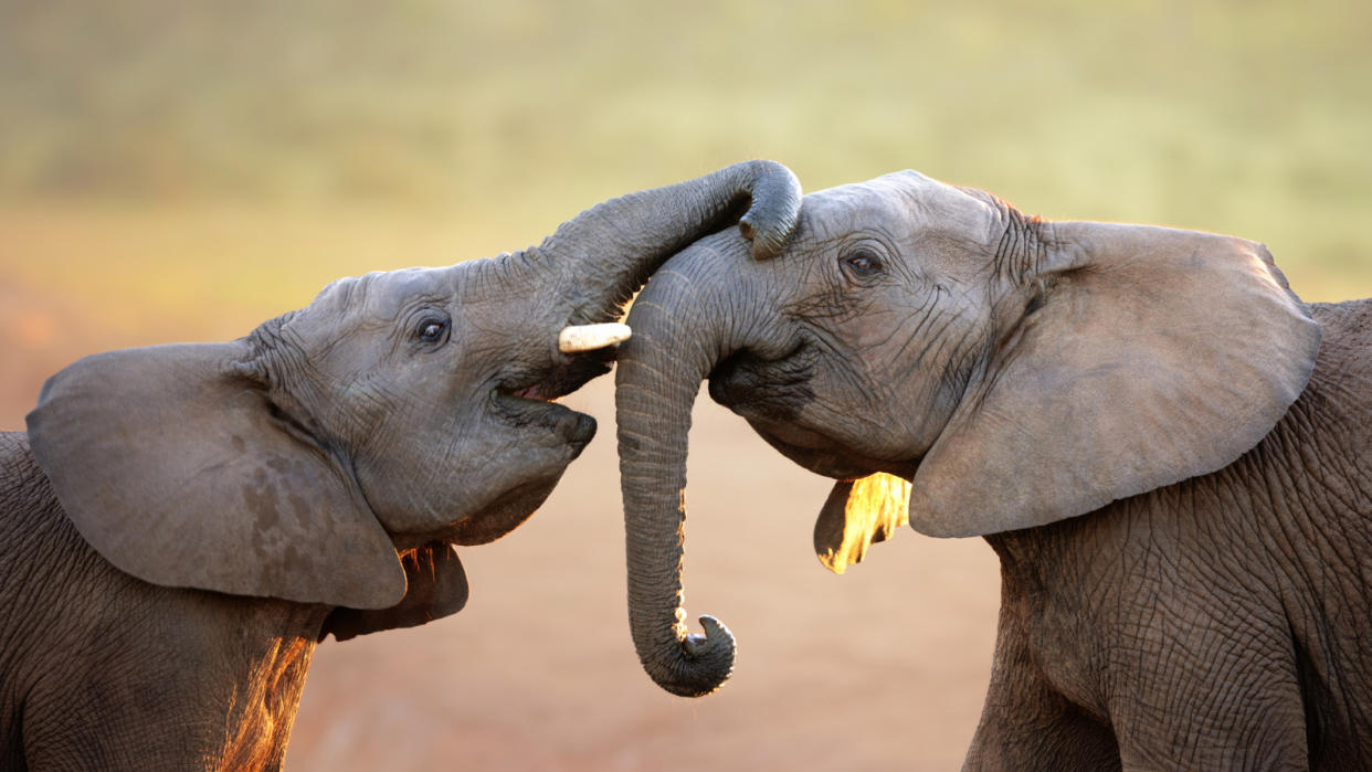  Two elephant calves touching trunks. 