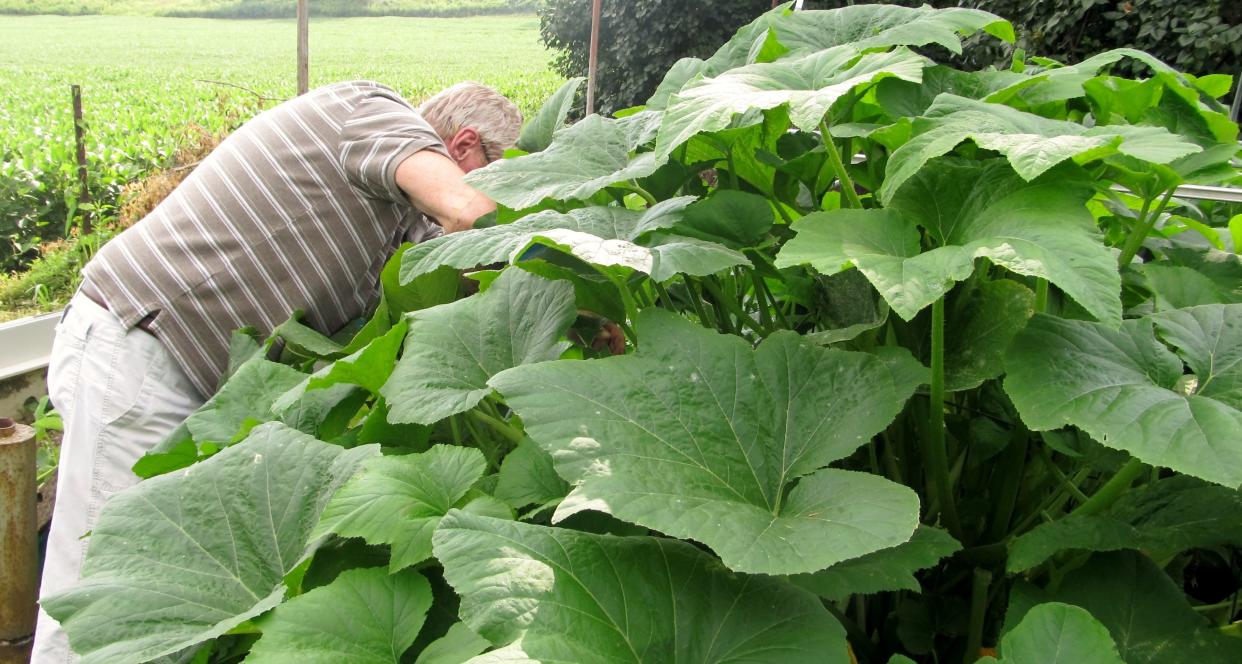 Zucchini can flourish when grown in a raised bed.
