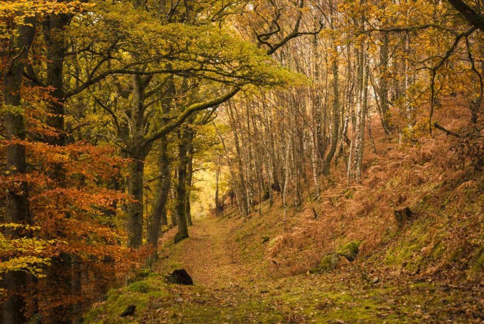 Stomping through crispy leaves is one of autumn's simple pleasures (istock)