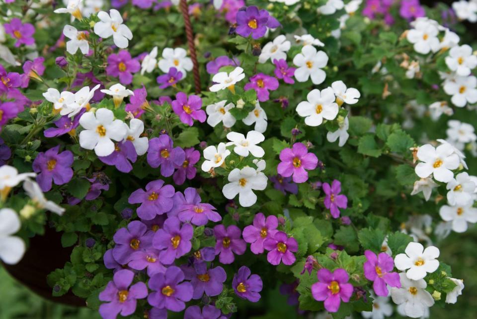 summer flowers, white and purple bacopa flowers outdoors