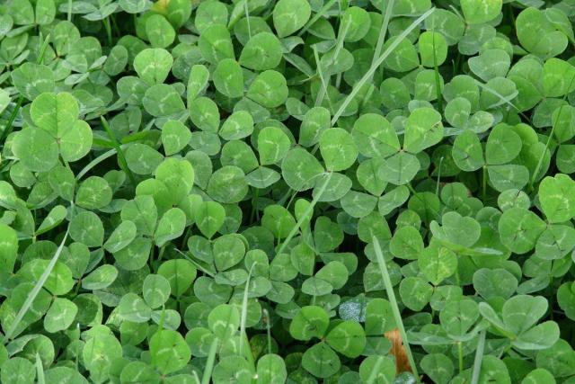 What's the best way to find a four-leaf clover?