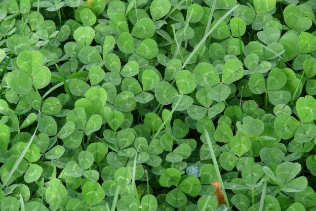 How to Find a Four-Leaf Clover (and Other News You Can Use!)