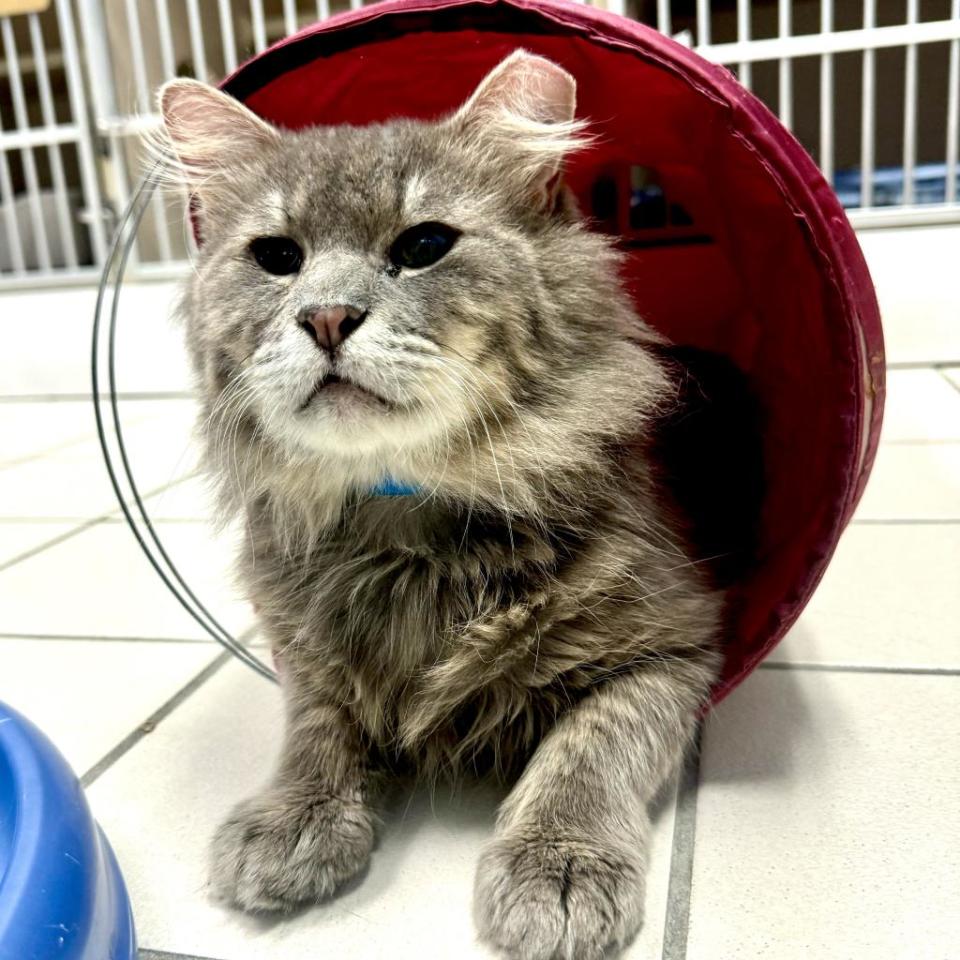 Takoyaki is one of 309 animals rescued during an animal-hoarding investigation. He is 7 years old and blind in both eyes. He’s also hearing impaired. You’ll find he’s smart, curious and affectionate. He enjoys exploring his play tunnel in his own special way.