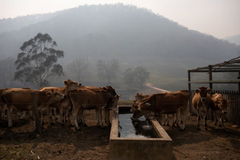 The remaining calves of dairy farmer Salway drink water at his farm in Wandella