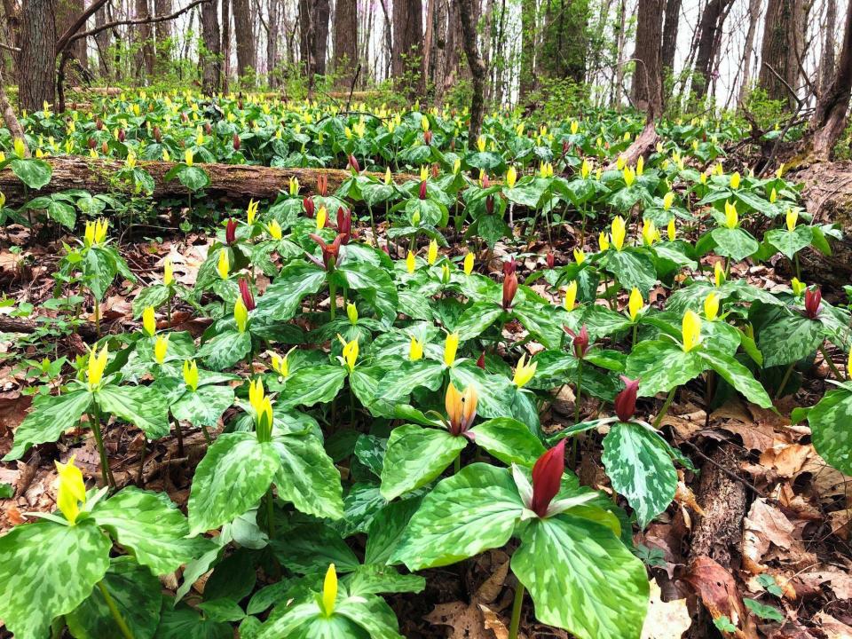 Liane Russell Trillium Patch – the largest one I have ever seen.