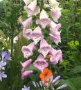 <p>It's not just lupins that are stealing the show, as foxgloves are also cropping up all over Chelsea. </p><p>'Foxgloves are hot news at this year's Chelsea Flower Show. They featured in so many of the garden designs and also in the plantings on trade stands, in vases of flower arrangements and also on prints and fabrics,' says Jonathan. 'Look out for these mysterious tall flower spikes in your flower shops this summer. They are great in mixed bouquets or just a few stems arranged in old zinc jugs, stoneware jars or simple straight-sided cylinder vases. They have a good vase life and will last for at least 10 days in a flower arrangement.' </p>